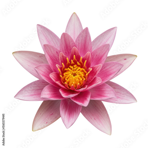 A single vibrant Nymphaea water lily flower with fuchsia pink petals and yellow stamens, isolated against a pure clean white studio background with copy space, top view, ultra realistic UHD