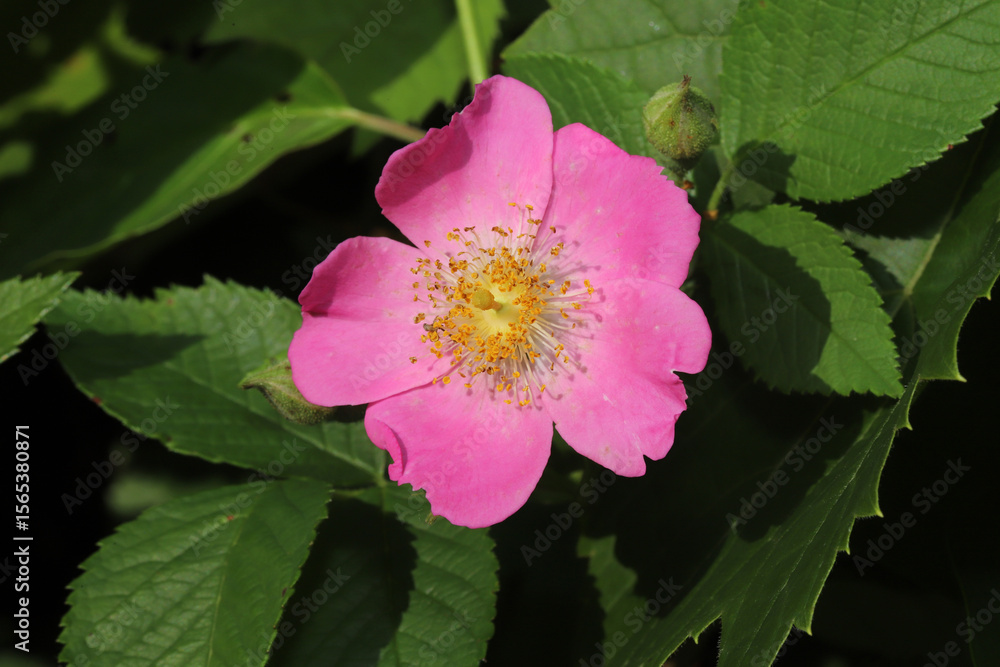 Close-up of the pink flower of a Climbing Prairie Rose (Rosa setigera), a pretty wildflower native to Ohio.
Close-up of the pink flower of a Climbing Prairie Rose (Rosa setigera), a pretty wildflower native to Ohio.