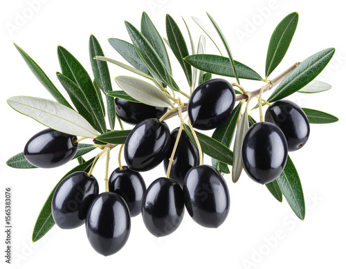 Olive Tree Branch with Ripe Black Olives and Textured Leaves, isolated on transparent background
