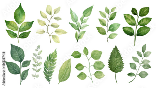Set of fresh green leaves with natural texture isolated on white background