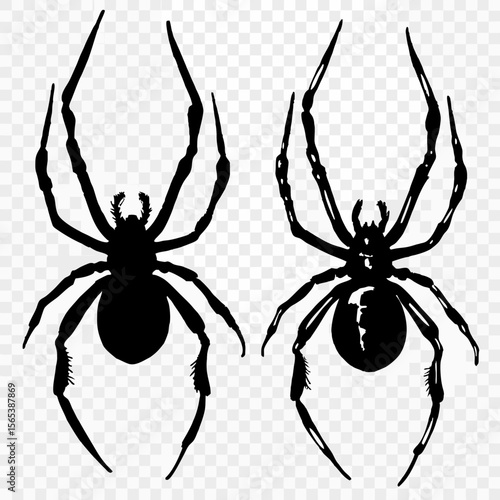 Black widow spider on white, a scary and poisonous arachnid illustration for those with arachnophobia