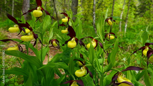 Wallpaper Mural Frauenschuh Blüte, Cypripedium calceolus (23) Torontodigital.ca