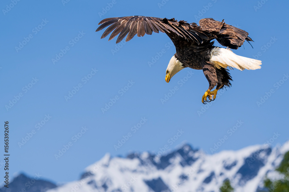 Naklejka premium Bald Eagle Hunting in Alaska