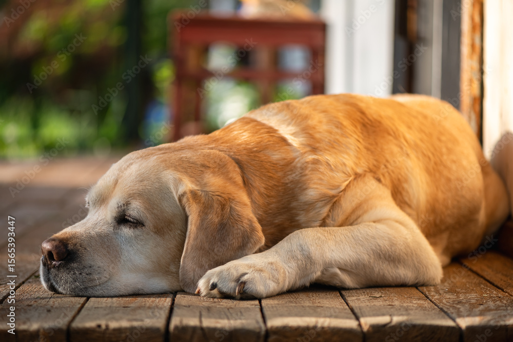Golden labrador retriever lying down on a wooden porch, enjoying the warm glow of the setting sun, creating a peaceful and idyllic scene Golden labrador retriever lying down on a wooden porch, enjoying the warm glow of the setting sun, creating a peaceful and idyllic scene