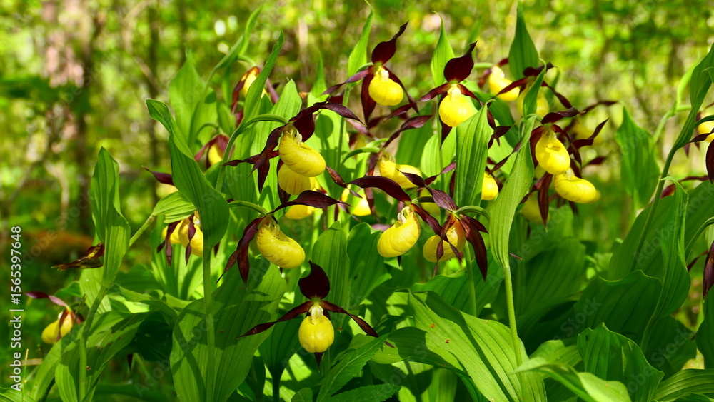 Obraz premium Wildorchidee Frauenschuh, Cypripedium calceolus (3)