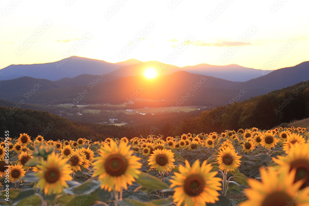 Fototapeta premium Sunflower field basking in sunset light with mountains in background
