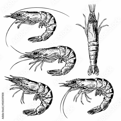 Detailed black and white illustrations of shrimp in various poses on white background