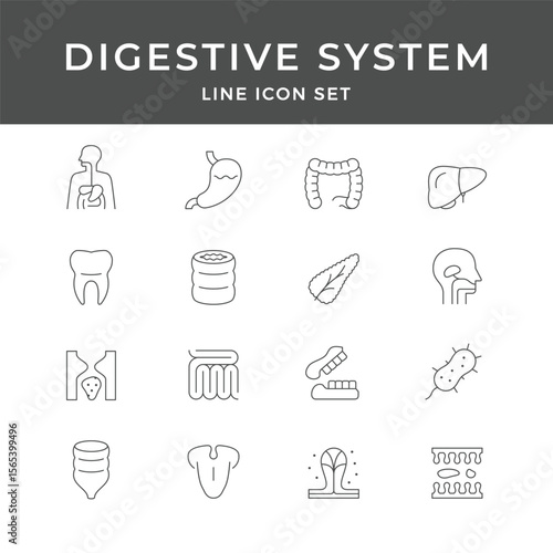 Digestive System Line Icon Set – Stomach, Intestine, Liver, Organ, Gut, Health, Anatomy, Minimal Vector Collection