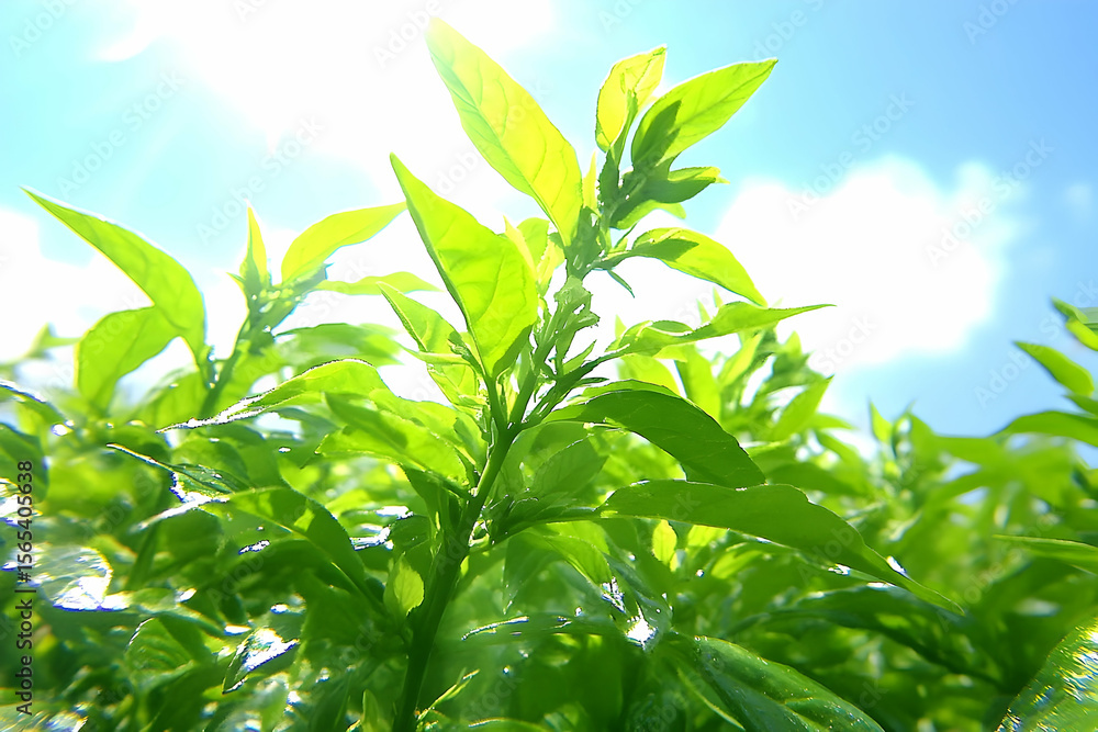 Fototapeta premium Lush Green Plant Reaching for the Sun with Bright Sky Background