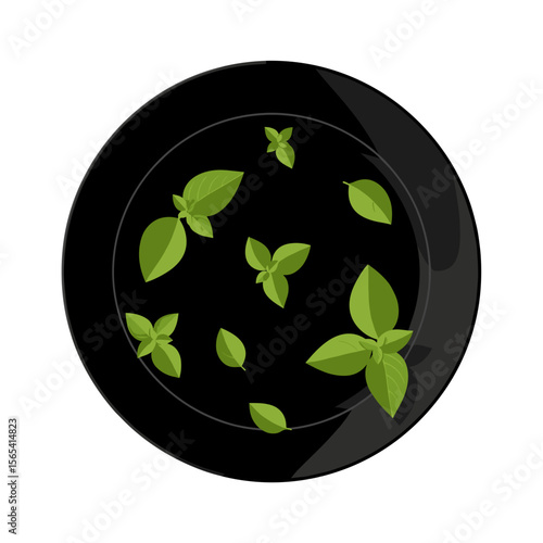 Artistic presentation of fresh basil leaves on a black plate on a transparent background with copy space