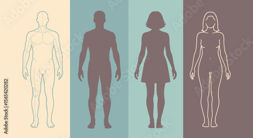Human anatomy study of male and female body shapes and form outline diagram