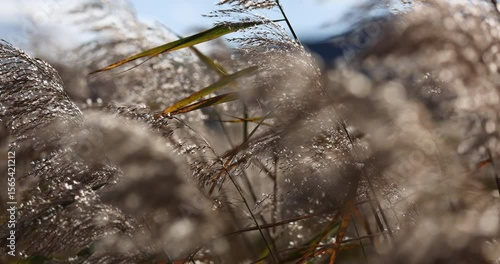 Close up of phragmites (or common reed) swaying in the wind on a sunny afternoon. Phragmites is a wetland grass that grows in wet places, such as the edge of ponds, streams and tidal waters. 