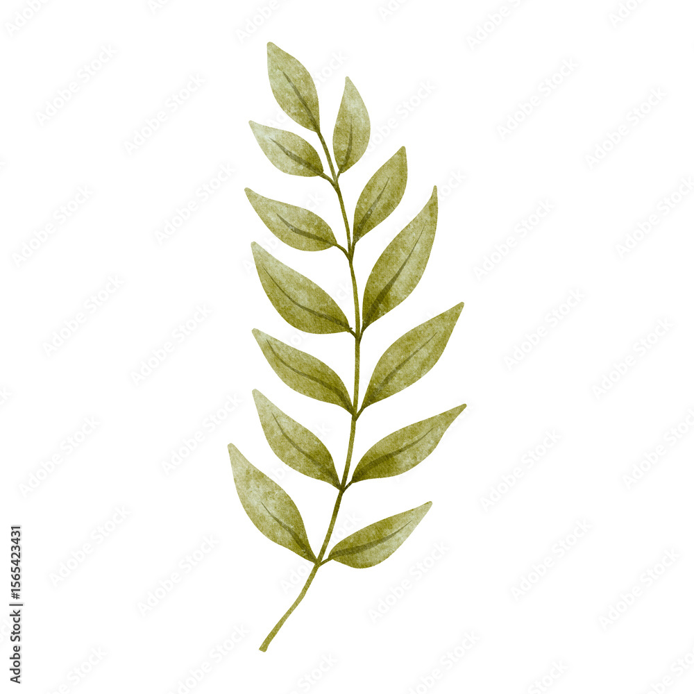 Fototapeta premium Green leafy branch on a white background. Hand-painted in watercolor style, ideal for botanical designs, wedding decor, natural themes, and elegant floral compositions.