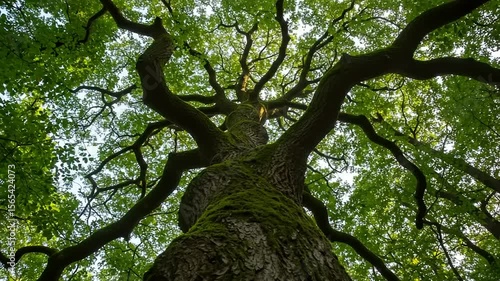Majestic tree canopy view from below