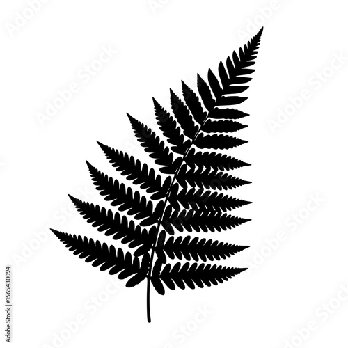 Detailed Silhouette of a Single Fern Frond Showing Intricate Leaf Patterns
