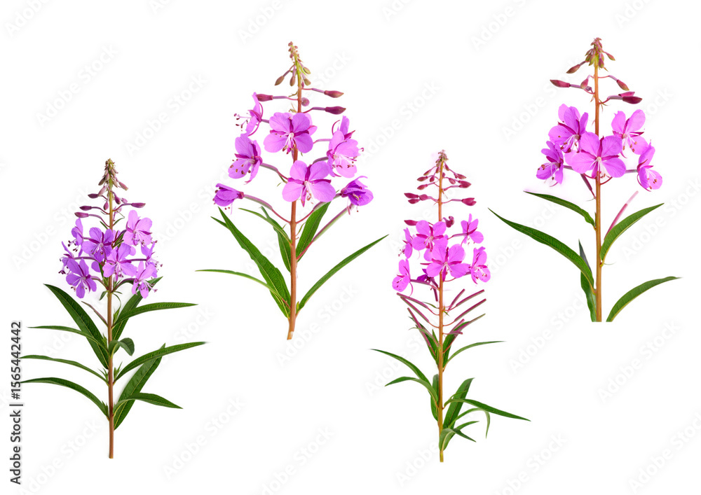 Obraz premium Weidenröschen - Fireweed (Epilobium angustifolium) mit transparentem Hintergrund