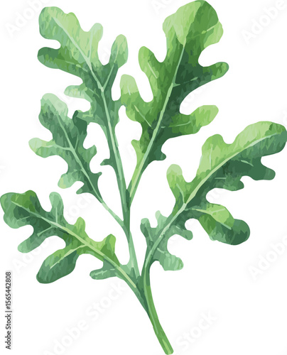 Vector watercolor painted illustration of an arugula