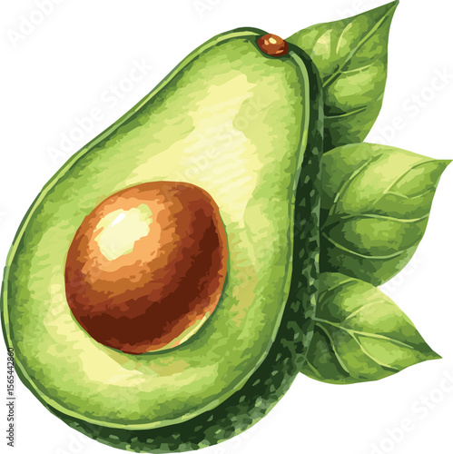 Watercolor vector illustration of a green avocado