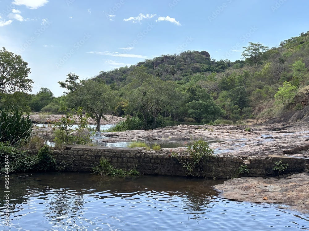 Fototapeta premium river in the forest