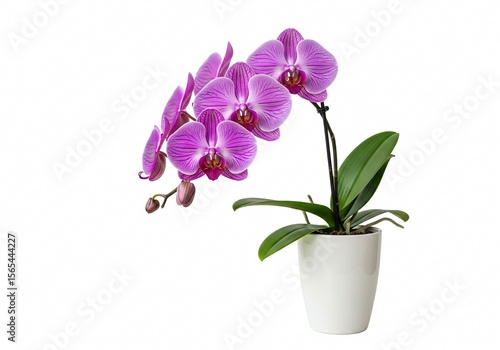 Wallpaper Mural Pink Orchid in Pot: Elegant pink orchid blossoms in a simple white pot, showcasing its vibrant color and delicate petals against a clean backdrop.  Torontodigital.ca