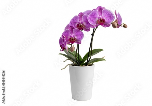 Wallpaper Mural Elegant Orchid in Bloom: A vibrant display of a stunning purple orchid gracefully ascends from a pristine white pot, its delicate petals reaching towards the light. The orchid's serene beauty. Torontodigital.ca
