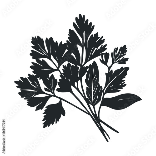 Black and white silhouette of fresh parsley herb leaves