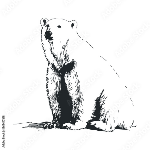 Black and white polar bear illustration - detailed animal sketch art