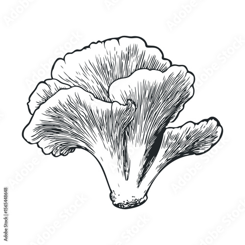 Detailed black and white illustration of chanterelle mushroom with intricate linework