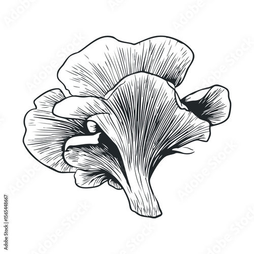 Detailed black and white illustration of chanterelle mushroom