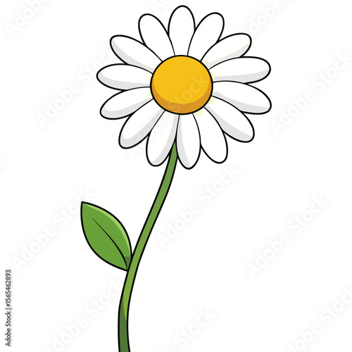 camomile on white background