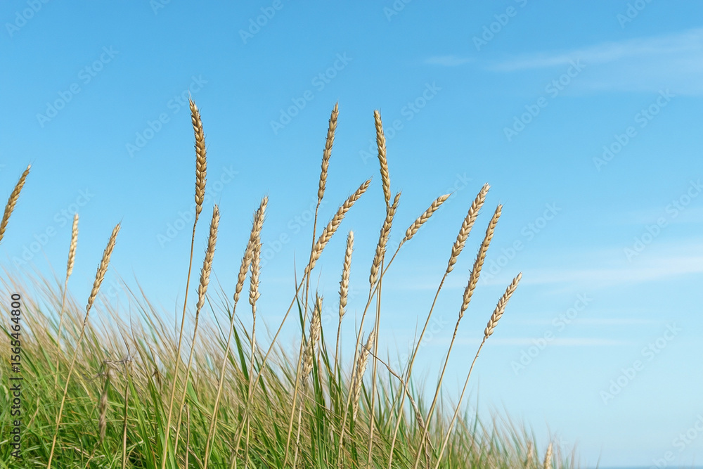 Fototapeta premium Golden wheat field stretches under bright blue sky with gentle breeze