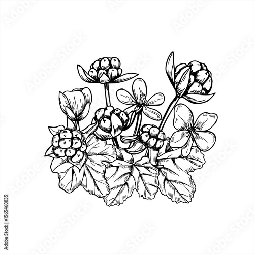 Monochrome cloudberry bouquet with berries, flowers and leaves vector illustration. Tundra berry composition for Nordic wedding decor, organic product packaging, herbal branding and seasonal designs.