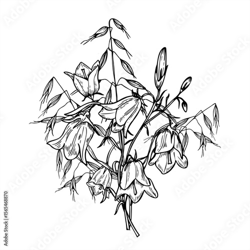 Monochrome bouquet of blooming bellflowers and wild oats vector illustration painted by black inks. Hand drawn campanula wildflower with meadow herbs for boho wedding stationery, product packaging
