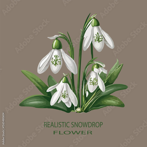 Realistic snowdrop flower Vector white background .
