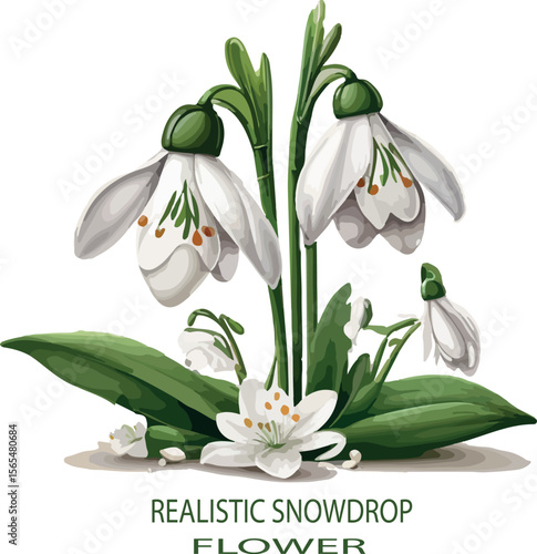 Realistic snowdrop flower Vector white background .