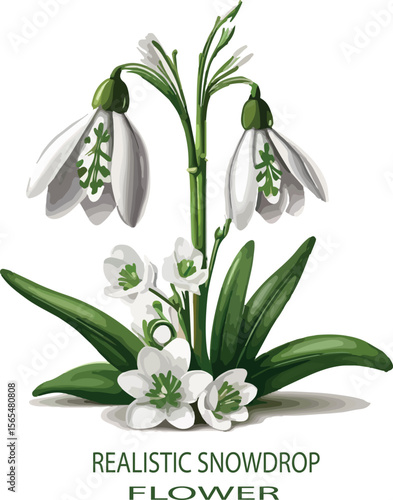 Realistic snowdrop flower Vector white background .