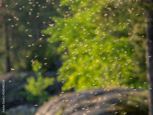 Large flock, swarm of mosquitoes on a summer day, blurred background