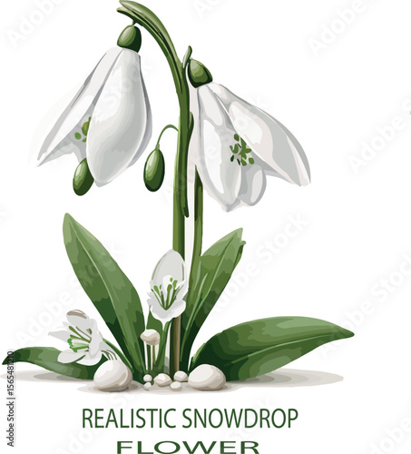 Realistic snowdrop flower Vector white background .