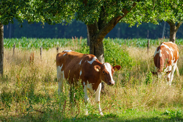 Crédence de cuisine  Sommer im westlichen Münsterland  © Stephan Sühling