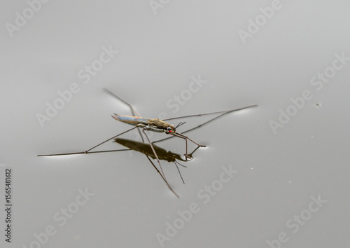A water strider bug with thin long legs is reflected in the smooth surface of the lake water