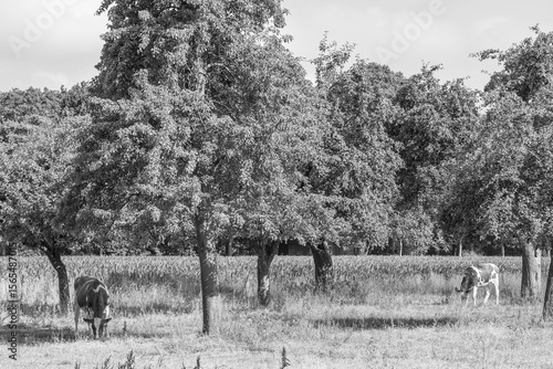 Wallpaper Mural Ein Sommermorgen im Münsterland Torontodigital.ca