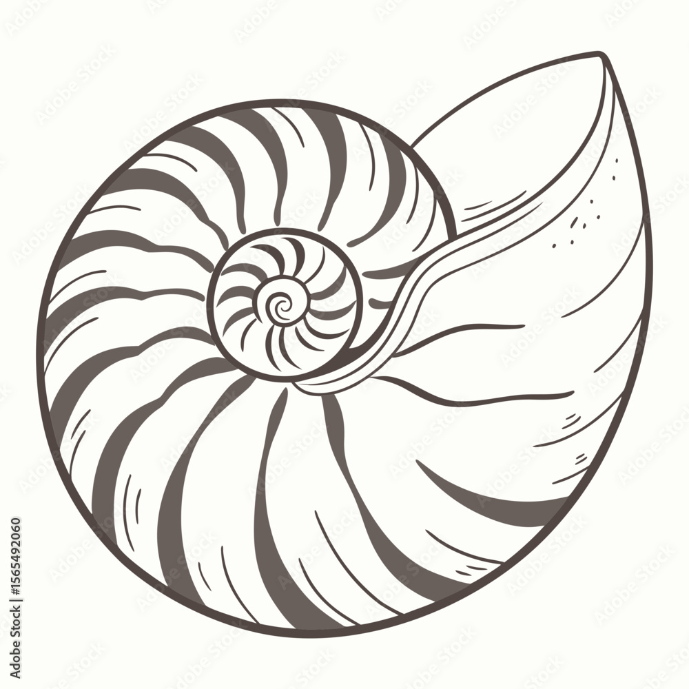 Obraz premium Nautilus shell spiral pattern abstract design marine life
