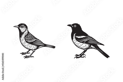 Photography Silhouette birds standing on white background