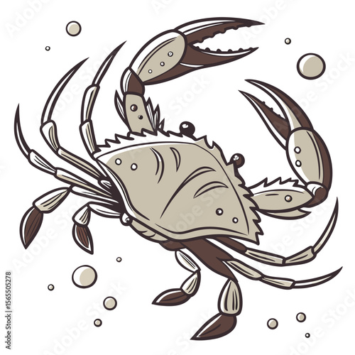 Tan crab with brown claws and legs crustacean seafood