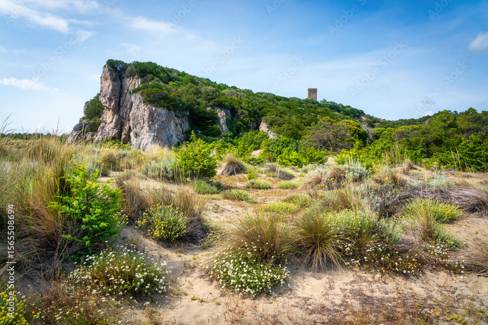 Obraz premium Flowers on the sand of the beach of Parco della Maremma regional natural park. Tuscany, Italy.