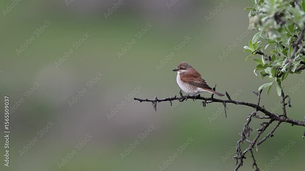 red-backed shrike bird on a branch on green background red-backed shrike bird on a branch on green background