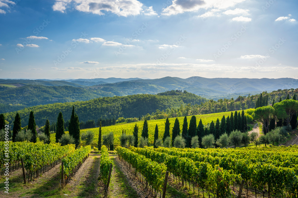 Naklejka premium Radda in Chianti vineyards and panoramic view. Tuscany, Italy