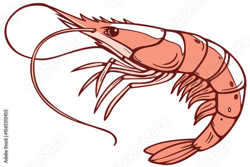 vector illustration of shrimp