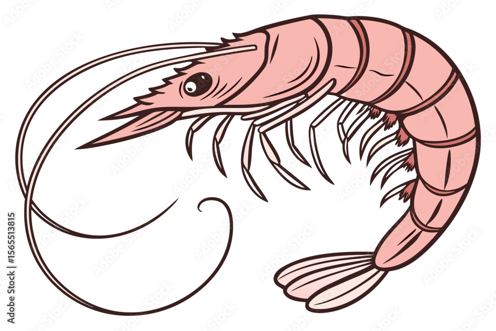 Fototapeta premium shrimp vector illustration