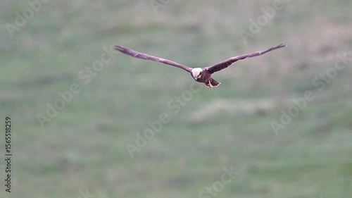 Marsh harrier flying, birds of prey flying